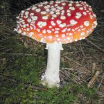 červená parádnice